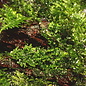 Tropica Riccardia chamedryfolia - In vitro cup