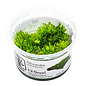 Tropica Riccardia chamedryfolia - In vitro cup