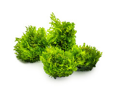 Tropica Riccardia chamedryfolia - In vitro cup