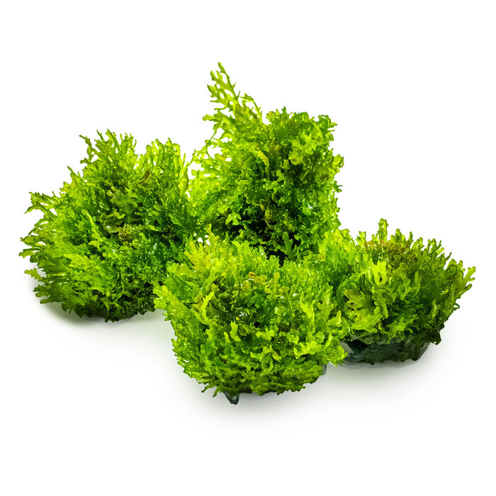 Tropica Riccardia chamedryfolia - In vitro cup