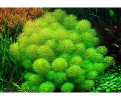 Tropica Limnophila aquatica - In vitro cup