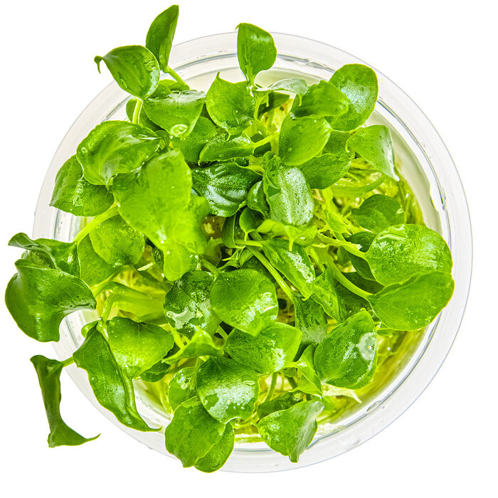 Tropica Schismatoglottis prietoi - In vitro cup