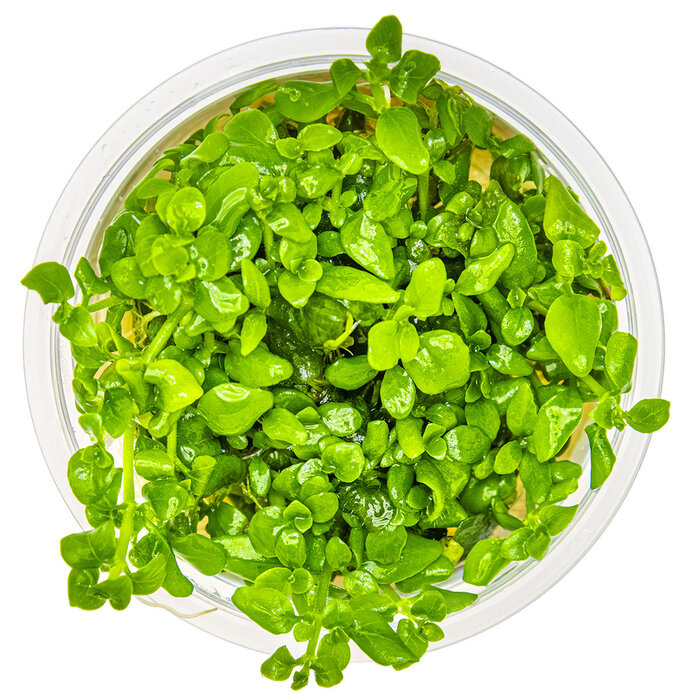 Tropica Hygrophila serpyllum - In vitro cup