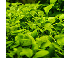 Tropica Hygrophila serpyllum - In vitro cup