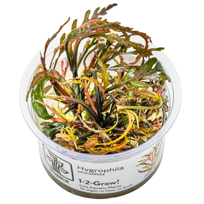 Tropica Hygrophila pinnatifida - In vitro cup