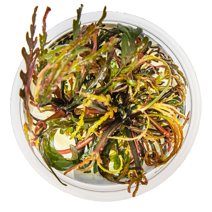 Tropica Hygrophila pinnatifida - In vitro cup