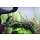 Hygrophila pinnatifida - In vitro cup
