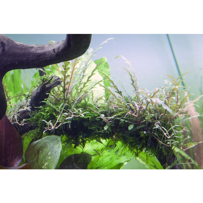 Tropica Hygrophila pinnatifida - In vitro cup