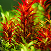 Tropica Rotala rotundifolia 'Blood Red' - In vitro cup
