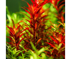 Tropica Rotala rotundifolia 'Blood Red' - In vitro cup