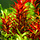 Rotala rotundifolia 'Blood Red' - In vitro cup