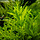 Hygrophila odora - In vitro cup