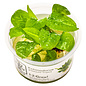 Tropica Echinodorus grisebachii 'Tropica' - In vitro cup