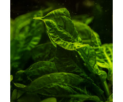 Tropica Echinodorus grisebachii 'Tropica' - In vitro cup