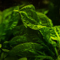 Tropica Echinodorus grisebachii 'Tropica' - In vitro cup