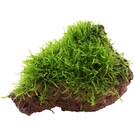 Java moss on lava rock