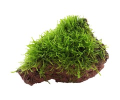 Java moss on lava rock
