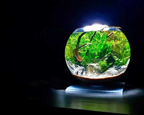 De Ultieme Gids voor een Prachtig No Filter Aquarium