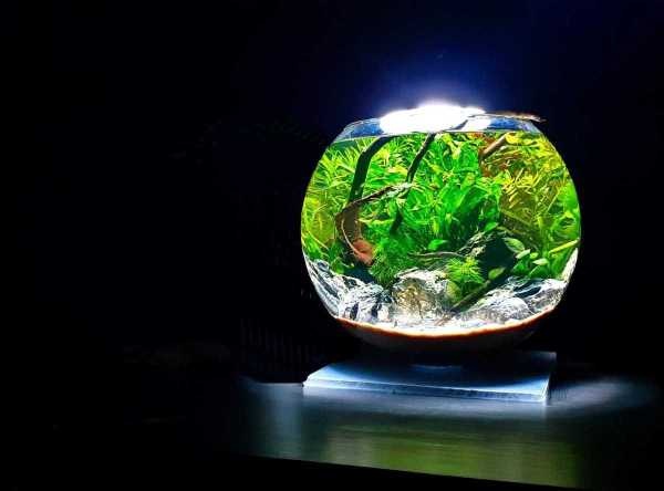 De Ultieme Gids voor een Prachtig No Filter Aquarium