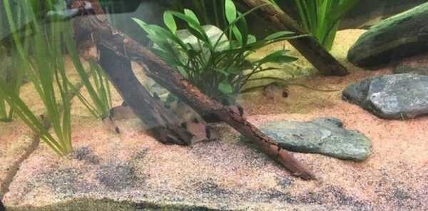 Bodemrot in mijn Aquarium?