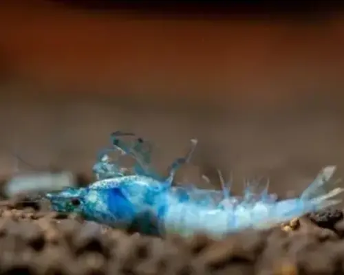 Garnalen Sterfte in Aquarium? Ontdek de 5 Belangrijkste Oorzaken!