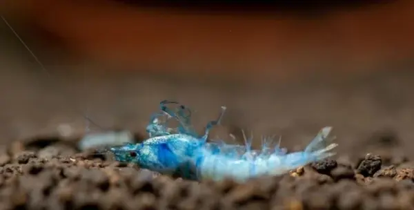 Garnalen Sterfte in Aquarium? Ontdek de 5 Belangrijkste Oorzaken!