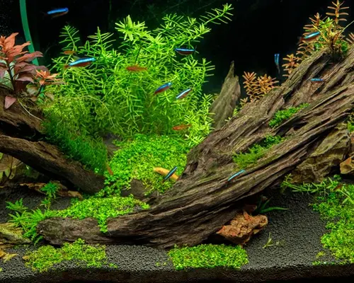 Een succesvol aquarium inrichten, waar moet u op letten?