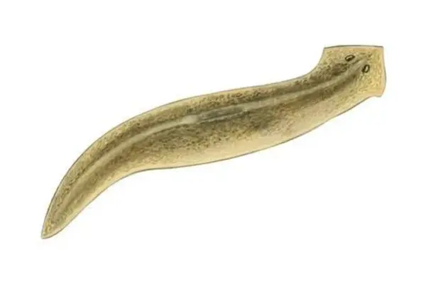 Bekämpfung von Planarien im Aquarium