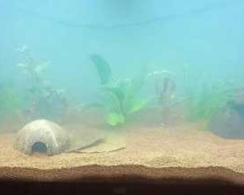 Hoe voorkom ik die witte waas in mijn aquarium?