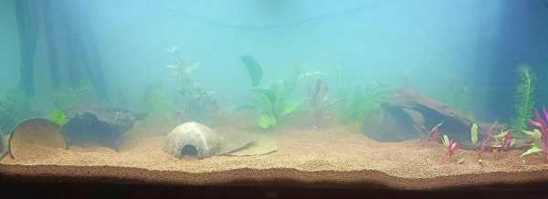Hoe voorkom ik die witte waas in mijn aquarium?