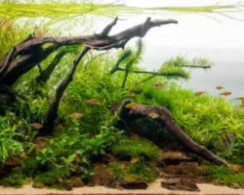 Filterbacteriën in het aquarium