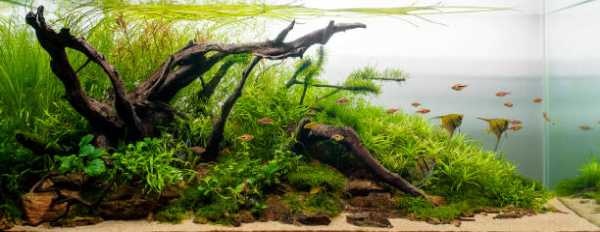 Filterbacteriën in het aquarium