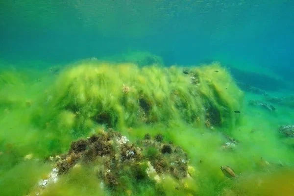 Hoe voorkom ik algen in mijn aquarium?