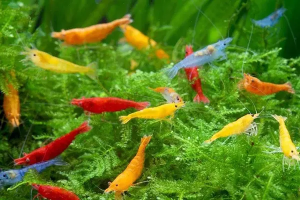Het inrichten van een garnalen aquarium