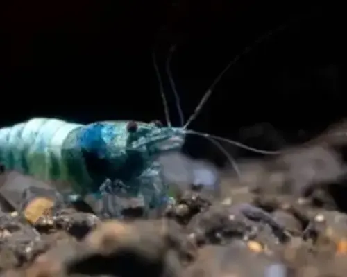 De verschillen tussen Caridina en Neocaridina