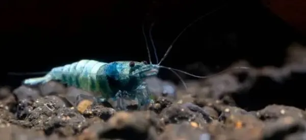 De verschillen tussen Caridina en Neocaridina