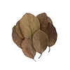Onlineaquarium spullen Jackfruit leaves