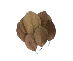 Onlineaquarium spullen Jackfruit leaves