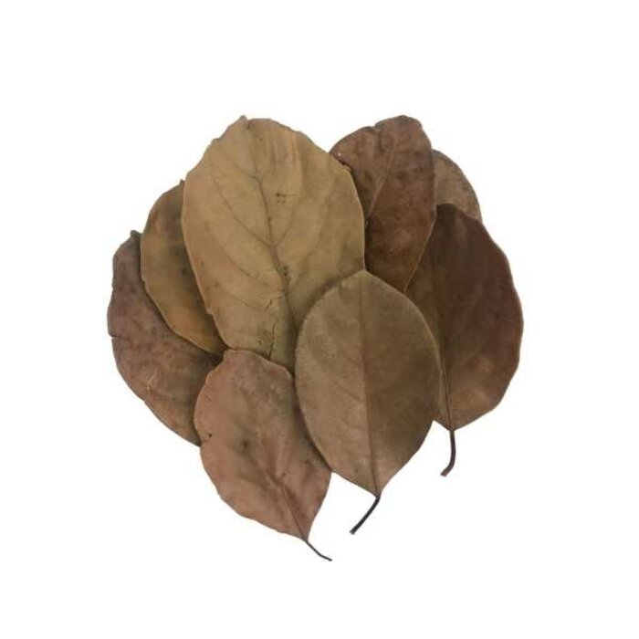 Onlineaquarium spullen Jackfruchtblätter