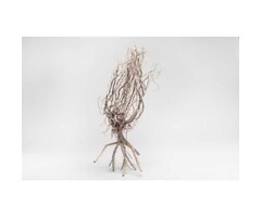 Onlineaquarium spullen Desert Tree