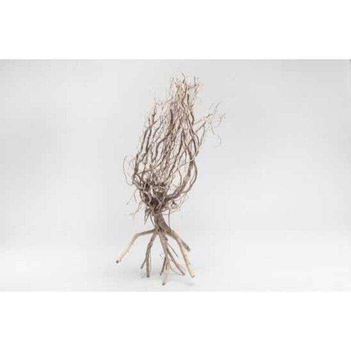 Onlineaquarium spullen Desert Tree