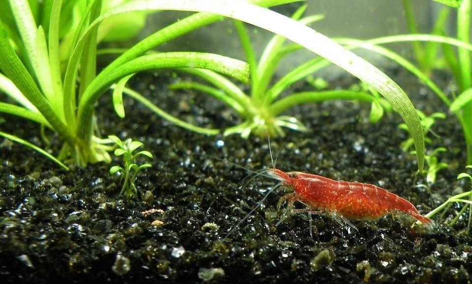 Garnalen houden in het aquarium