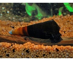Onlineaquarium spullen Faunus ater bicolor M