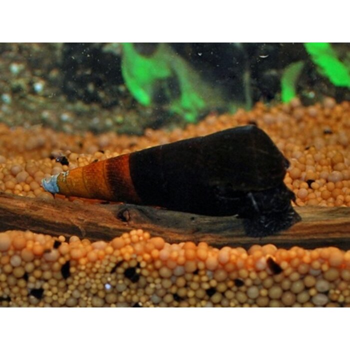 Onlineaquarium spullen Faunus ater bicolor M