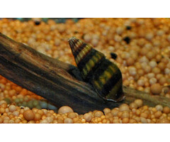 Onlineaquarium spullen Anatome helena