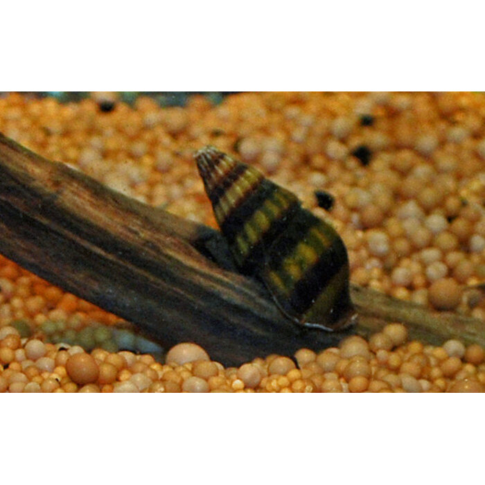 Onlineaquarium spullen Anatome helena