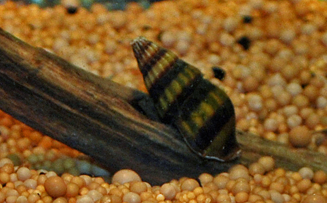 Onlineaquarium spullen Anatome helena slak