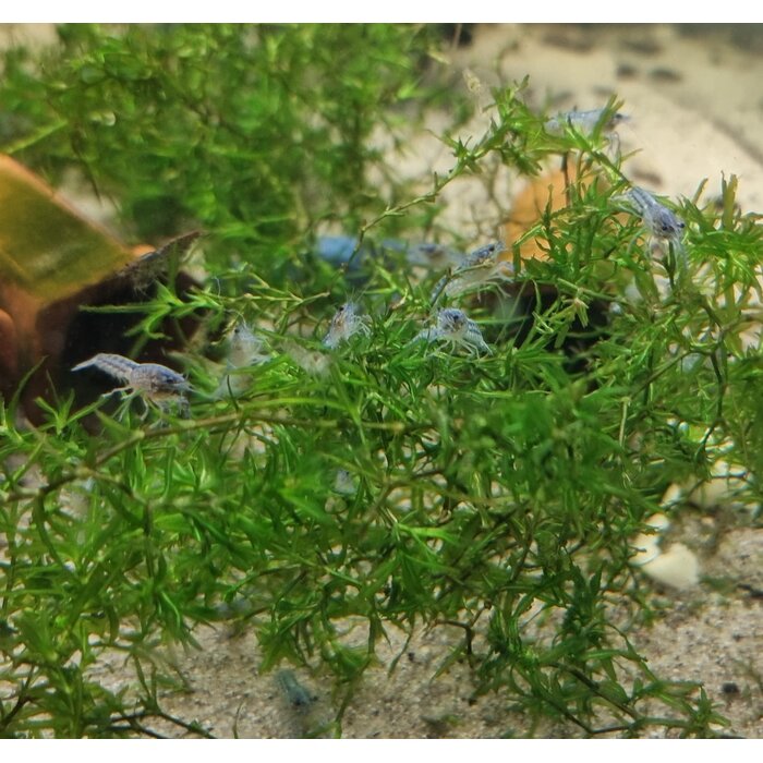 Onlineaquarium spullen Blauer Floridakrebs