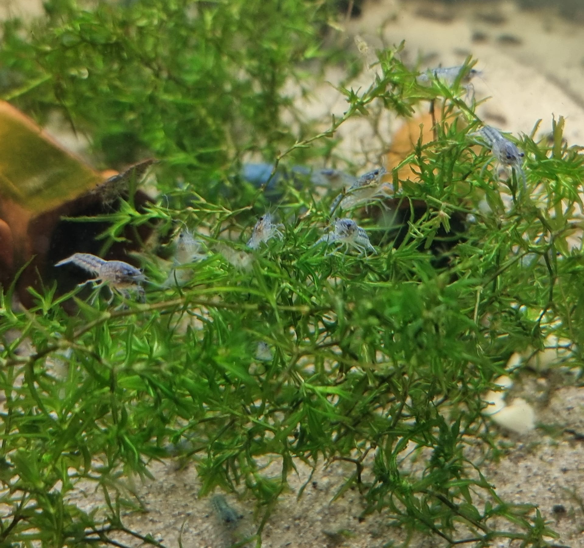 Onlineaquarium spullen Blauwe Florida kreeft