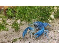 Onlineaquarium spullen Blauwe Florida kreeft